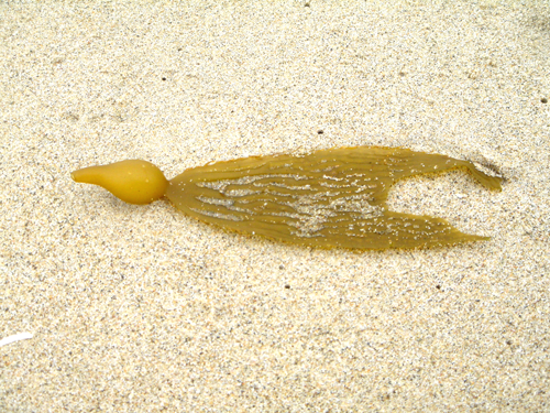 vorladen